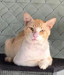Chevy 7.1.25, a Adoptable Domestic Short Hair in Apopka, FL image 2/2