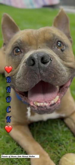 Brock, adopted, Adult Male French Bulldog & Mixed Breed.