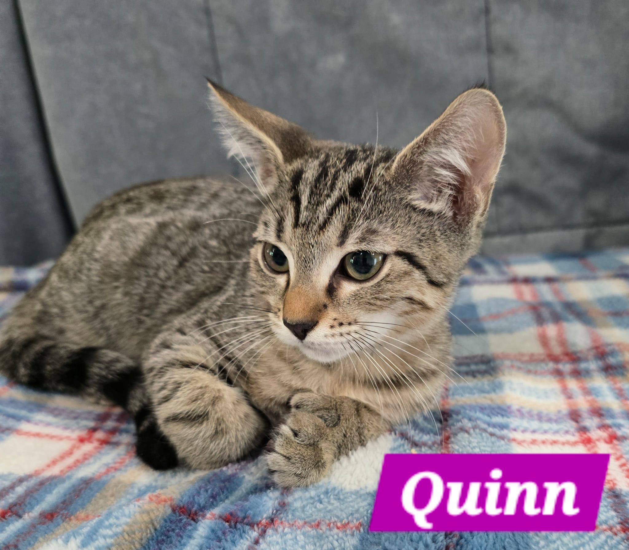 Quinn, Adoptable, Young Female Tabby.