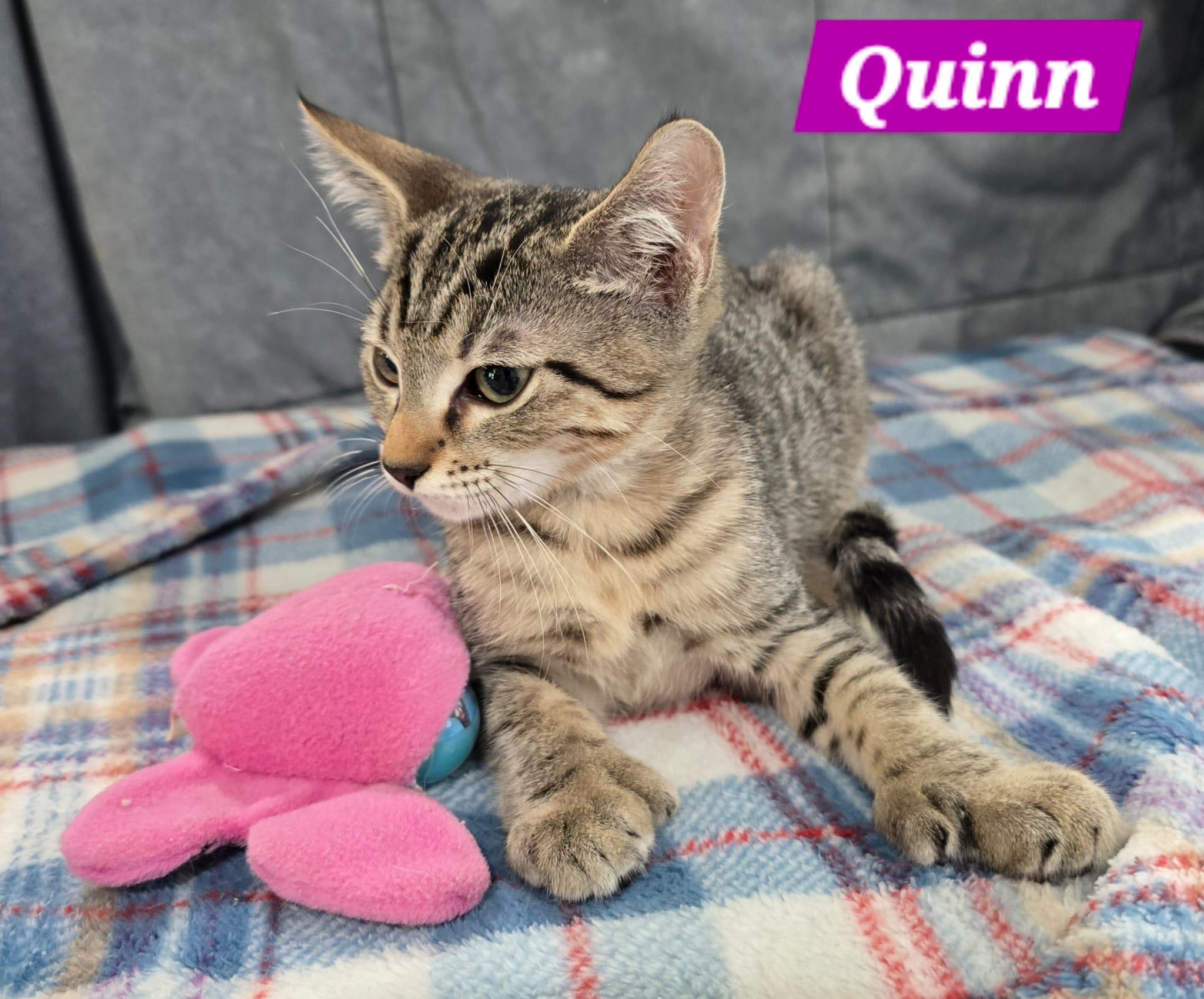 Enlarge Quinn, a Adoptable Tabby in New Castle, DE image 2/3