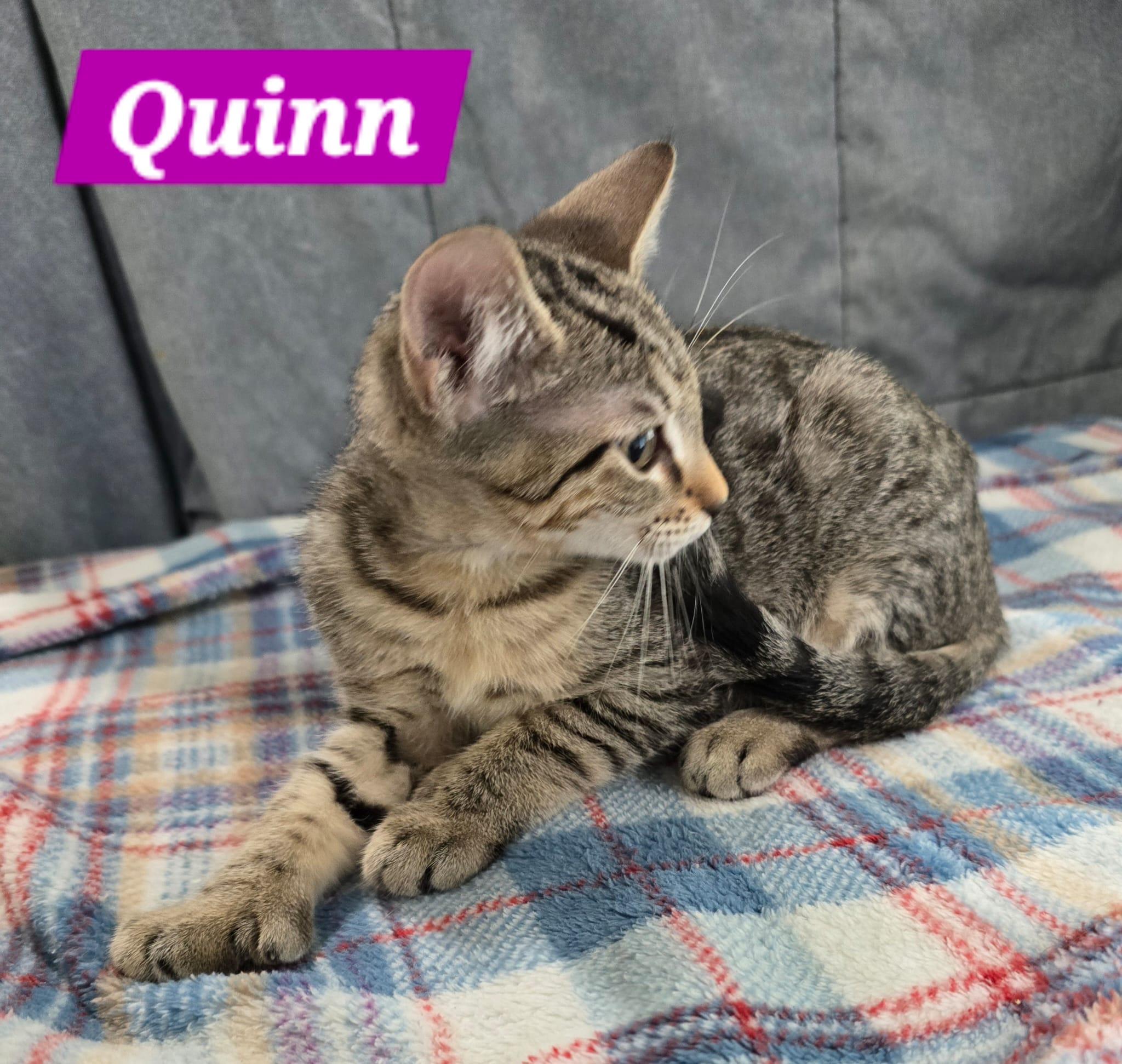 Enlarge Quinn, a Adoptable Tabby in New Castle, DE image 3/3