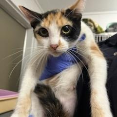 Jessi, Adoptable, Adult Female Domestic Short Hair.