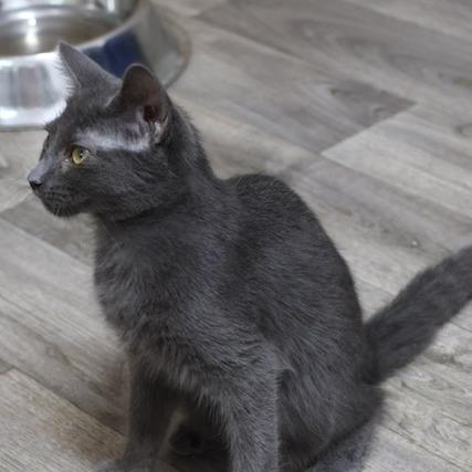 Enlarge Amy, a Adoptable Domestic Short Hair in Delta, AL image 1/4