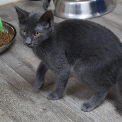 Amy, Adoptable, Adult Female Domestic Short Hair.