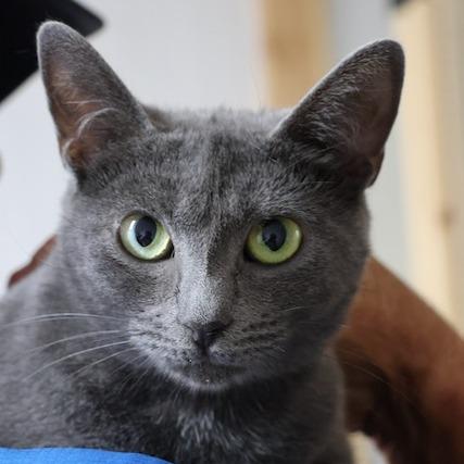 Enlarge Amy, a Adoptable Domestic Short Hair in Delta, AL image 4/4