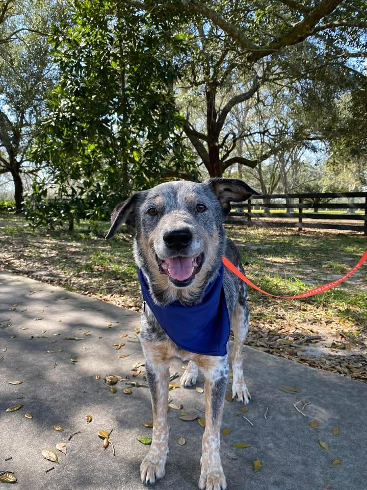 Enlarge Kirk, a Adoptable mixed breed in Hagerstown, MD image 4/5
