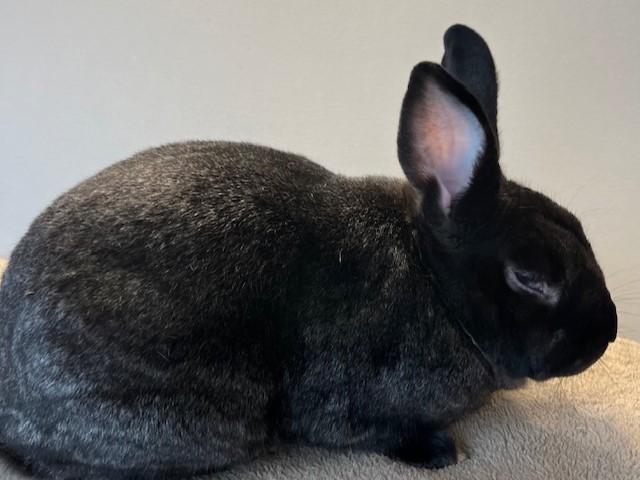 Scotty, Adoptable, Adult Female American.