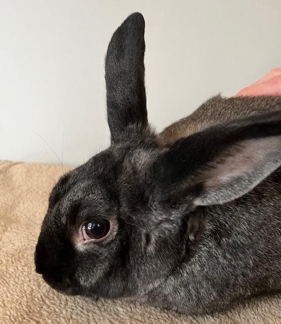 Enlarge Scotty, a Adoptable American in Lee's Summit, MO image 2/2