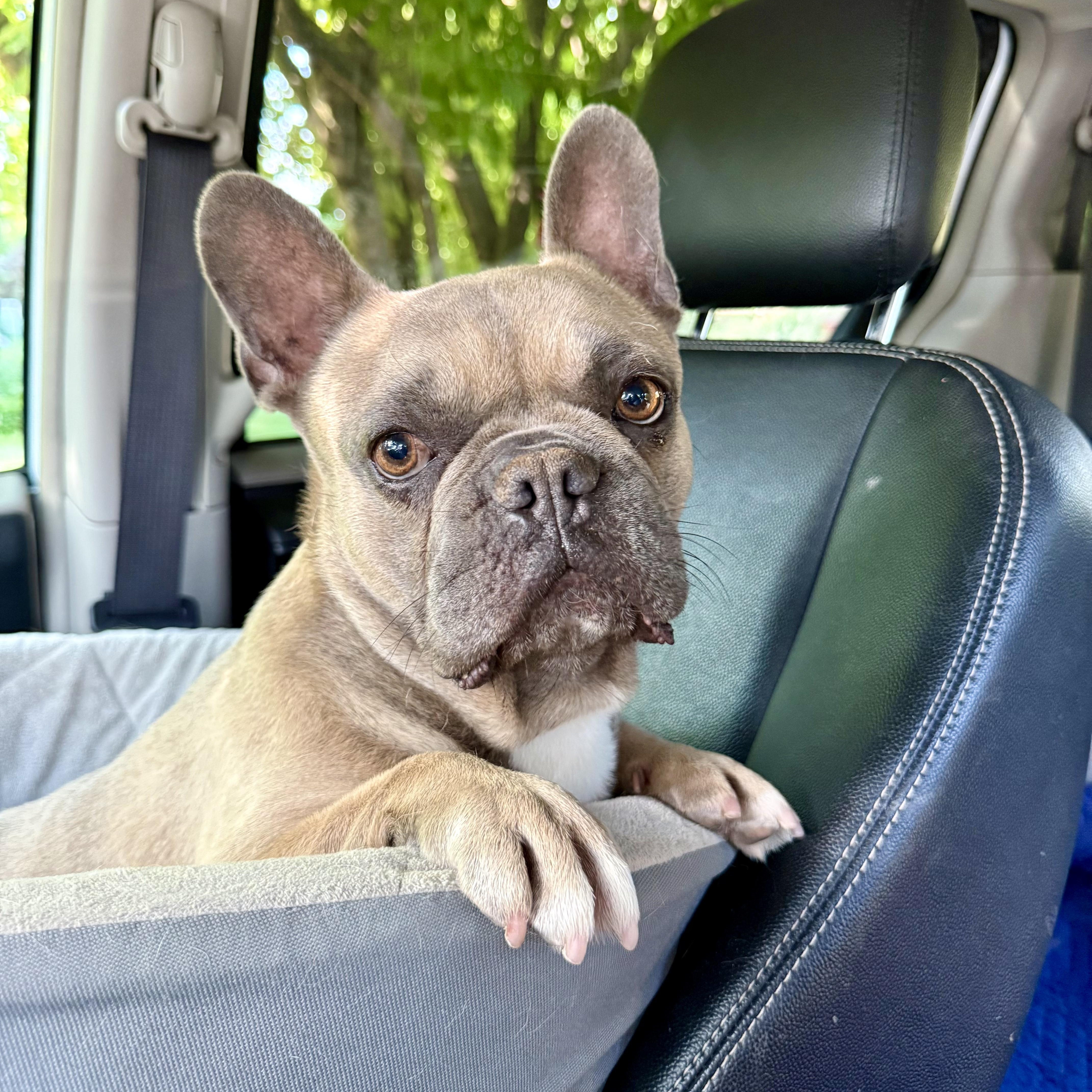 Draco, a ADOPTABLE French Bulldog in Murphysboro, IL image 4/6
