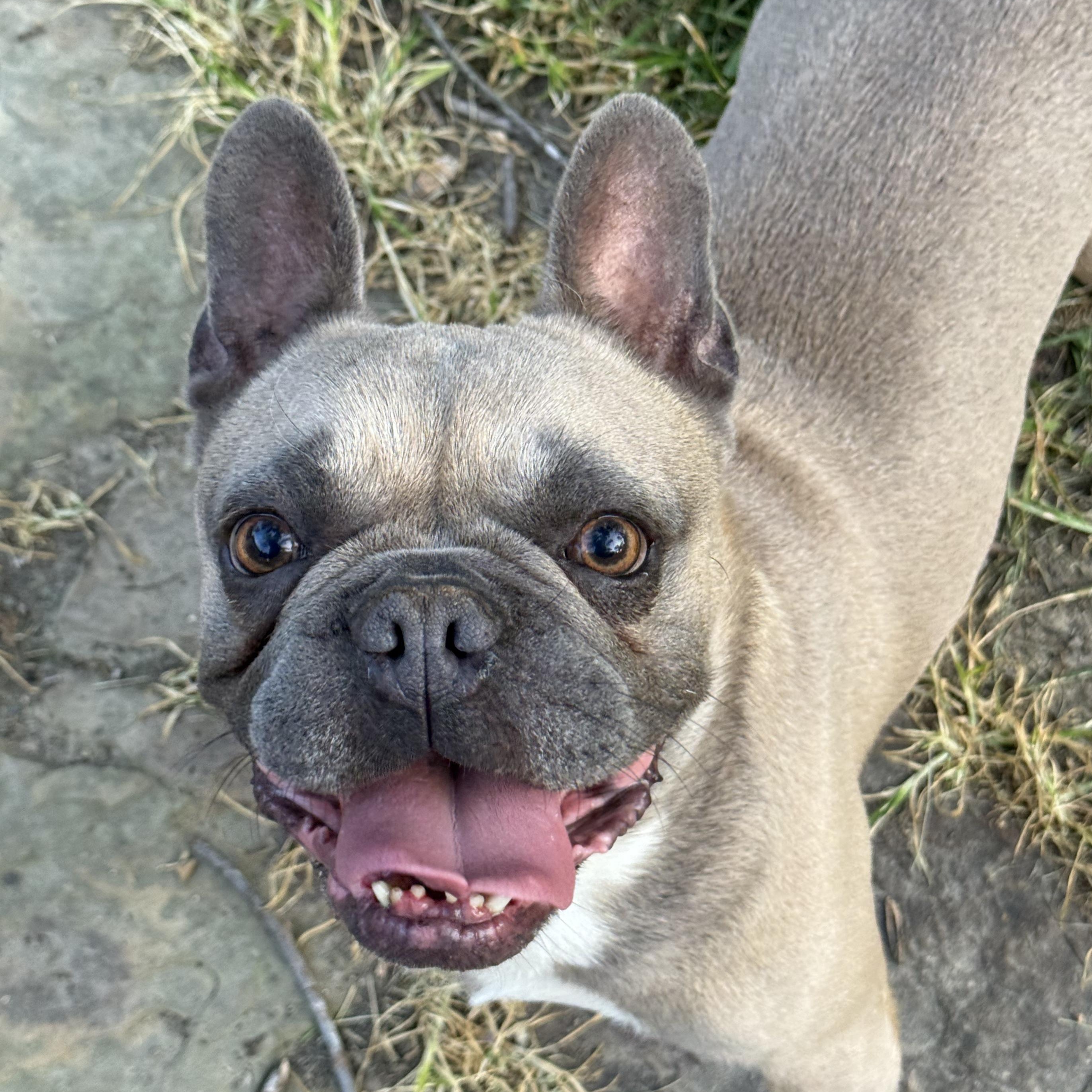 Draco, a ADOPTABLE French Bulldog in Murphysboro, IL image 3/6