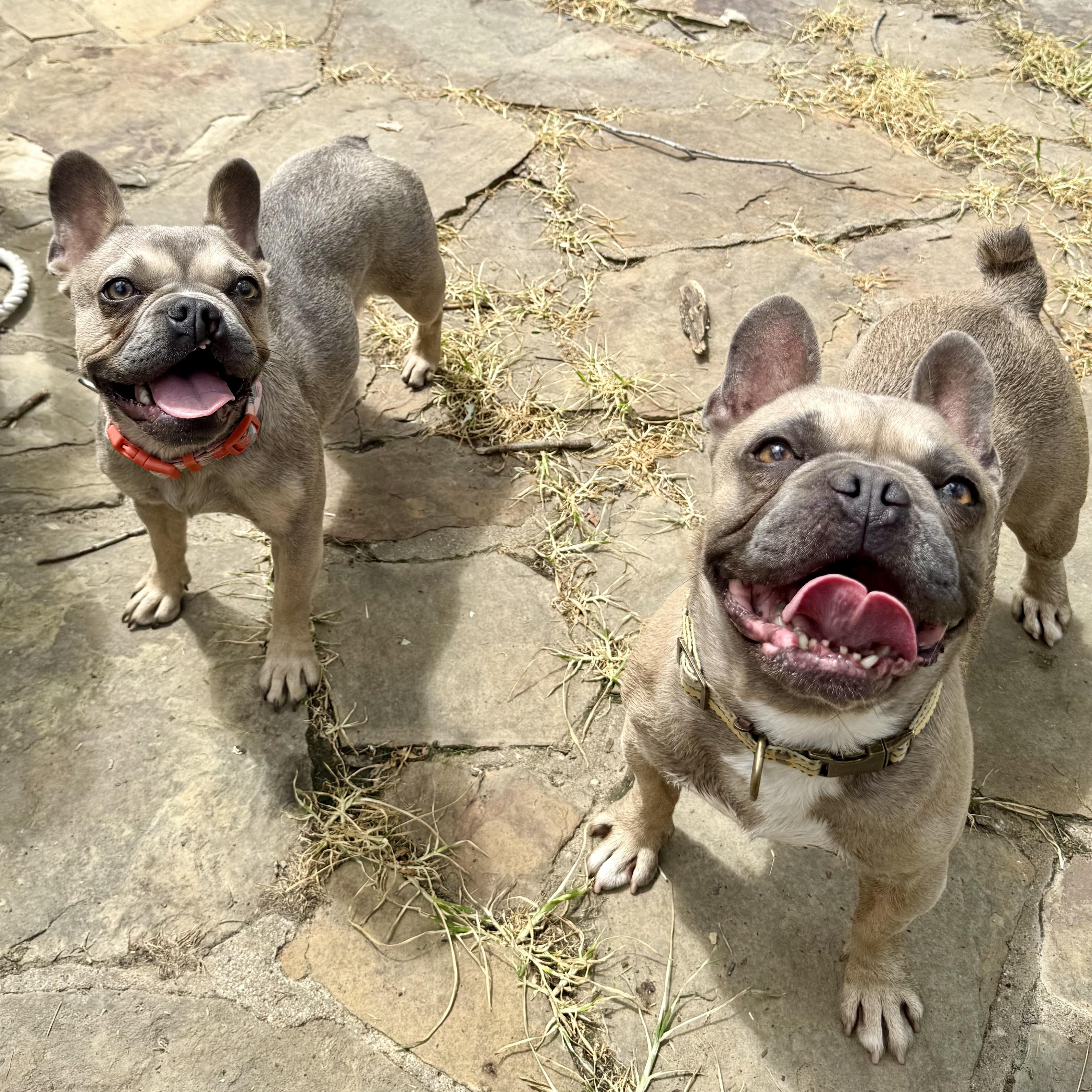 Draco, a ADOPTABLE French Bulldog in Murphysboro, IL image 5/6
