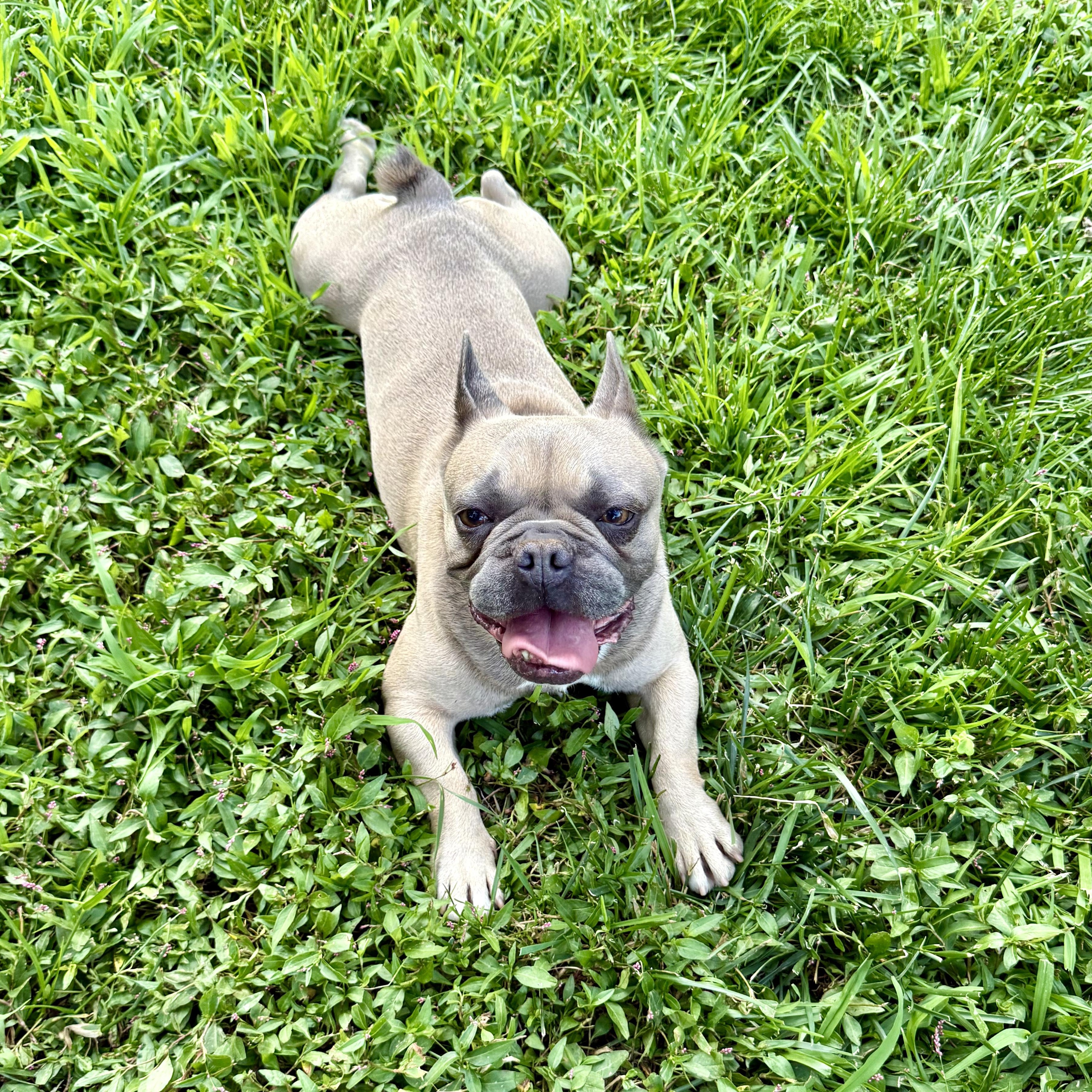 Draco, a ADOPTABLE French Bulldog in Murphysboro, IL image 6/6