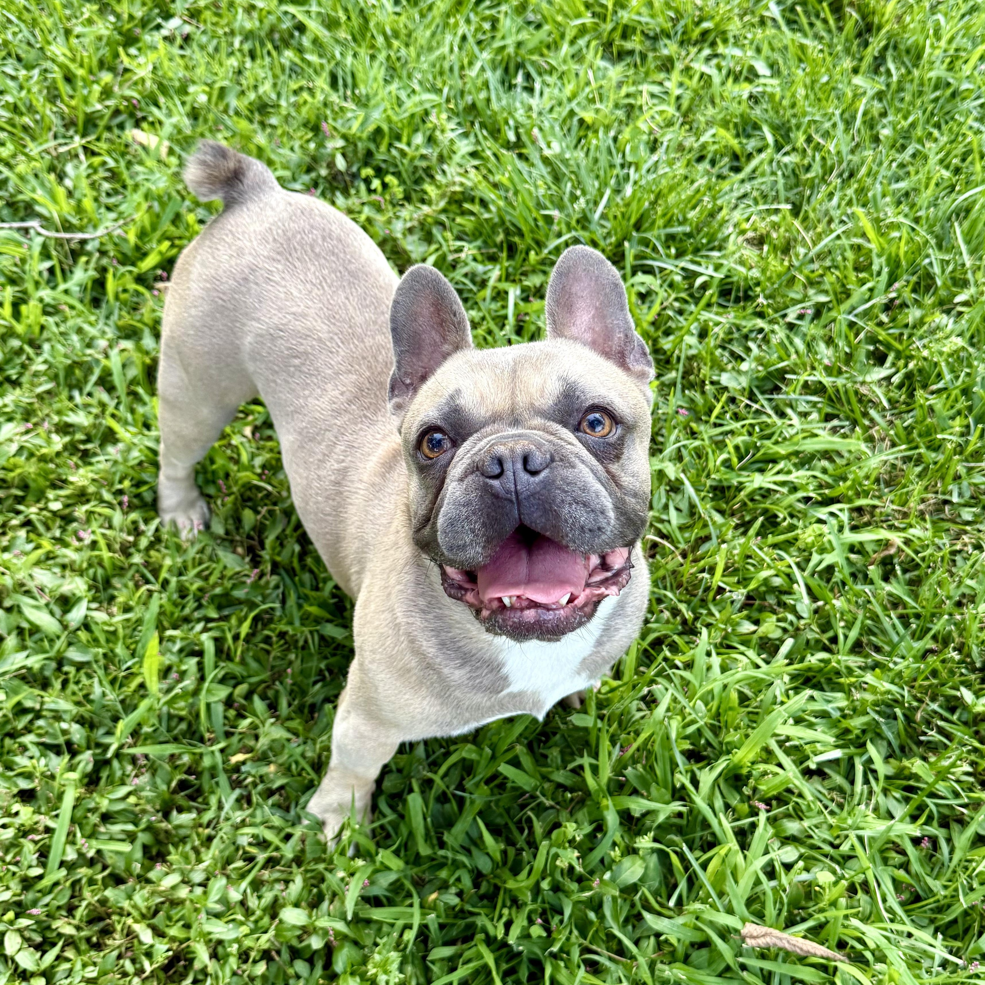 Draco, ADOPTABLE, Adult Male French Bulldog.