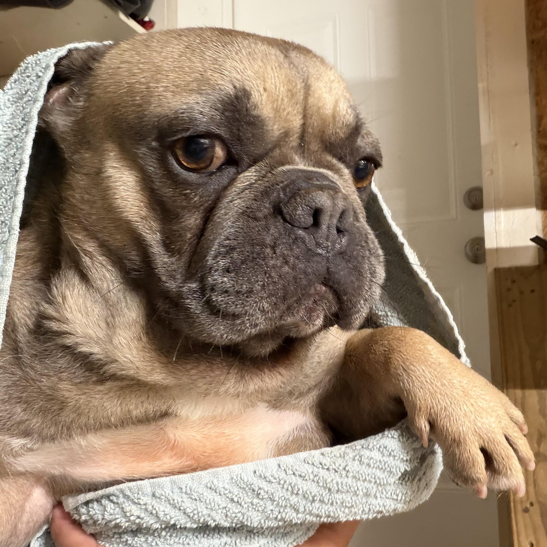 Draco, a ADOPTABLE French Bulldog in Murphysboro, IL image 2/6