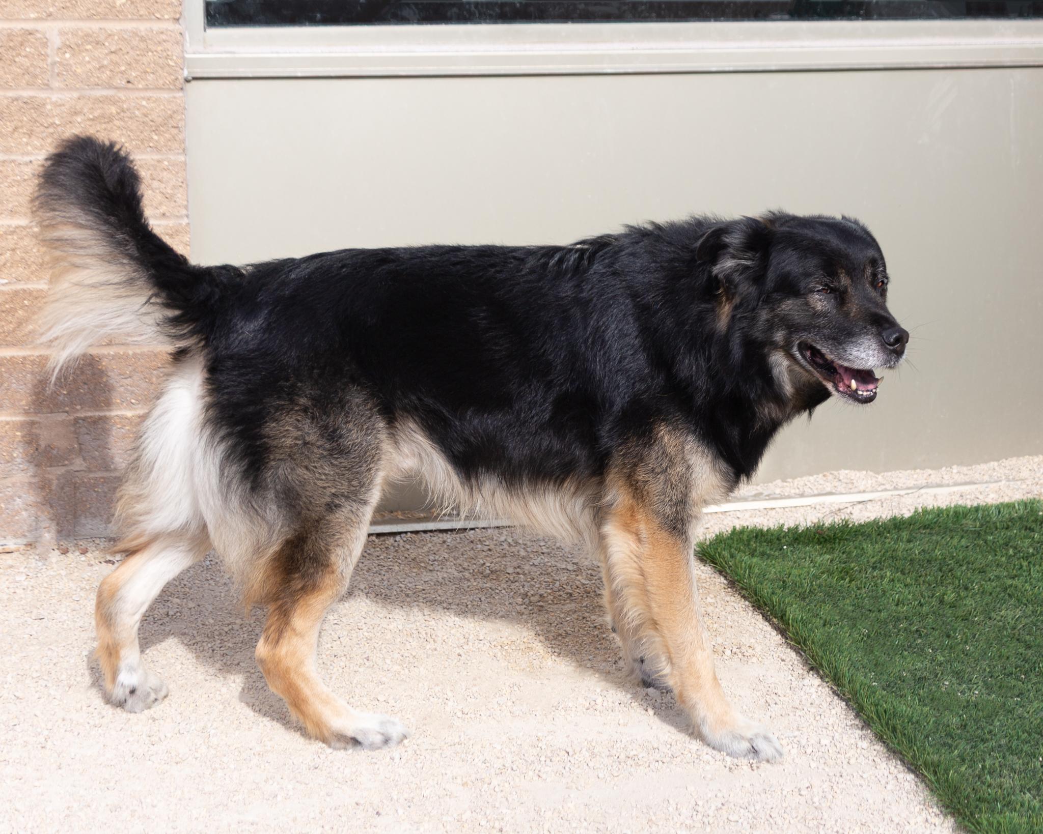 Baldwin, an adoptable Shepherd in Winnipeg, MB, R3E 3N8 | Photo Image 3