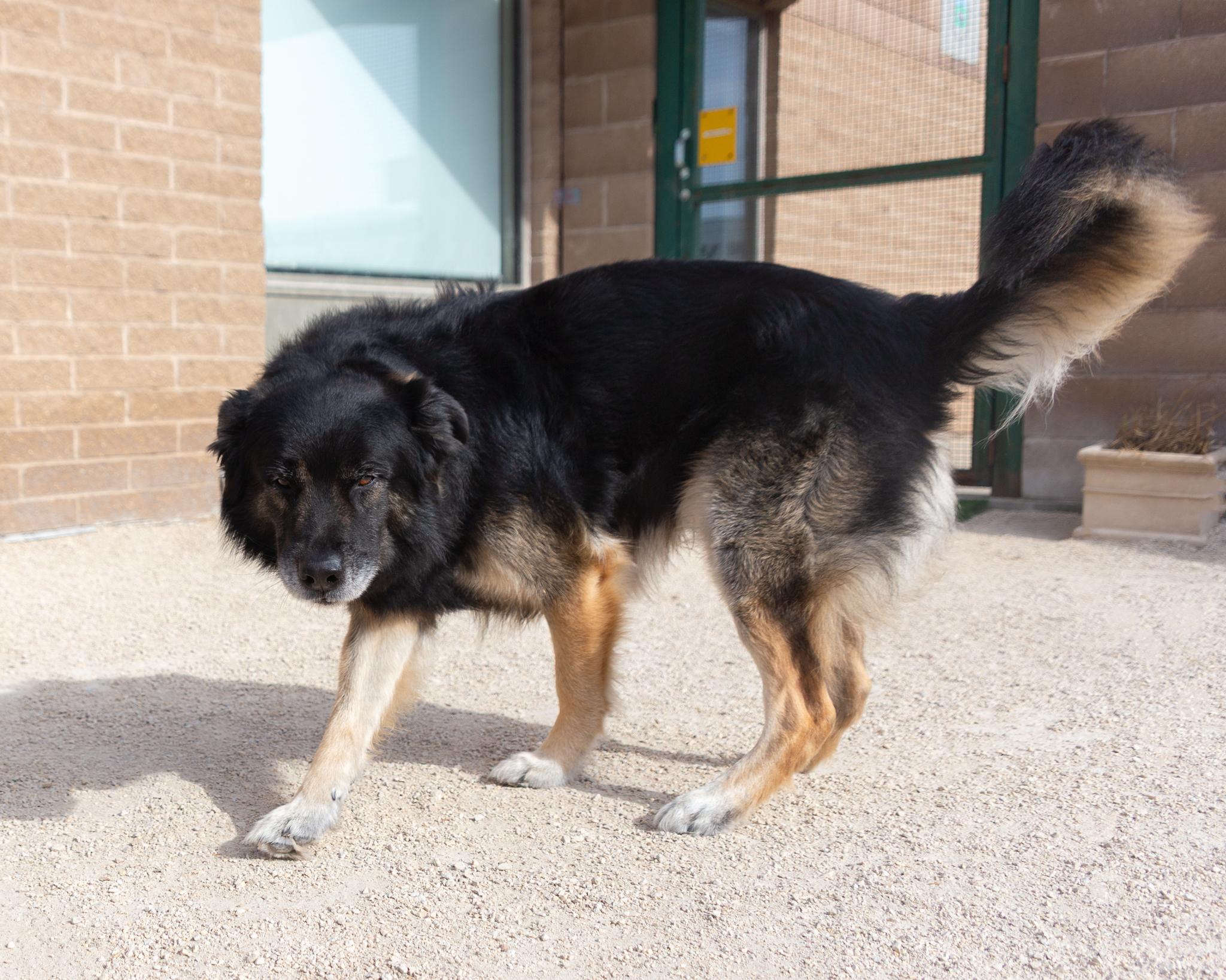 Baldwin, an adoptable Shepherd in Winnipeg, MB, R3E 3N8 | Photo Image 2