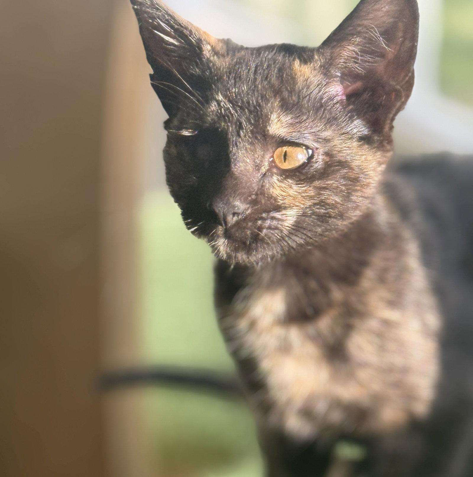 April, Adopted, Adult Female Domestic Short Hair.