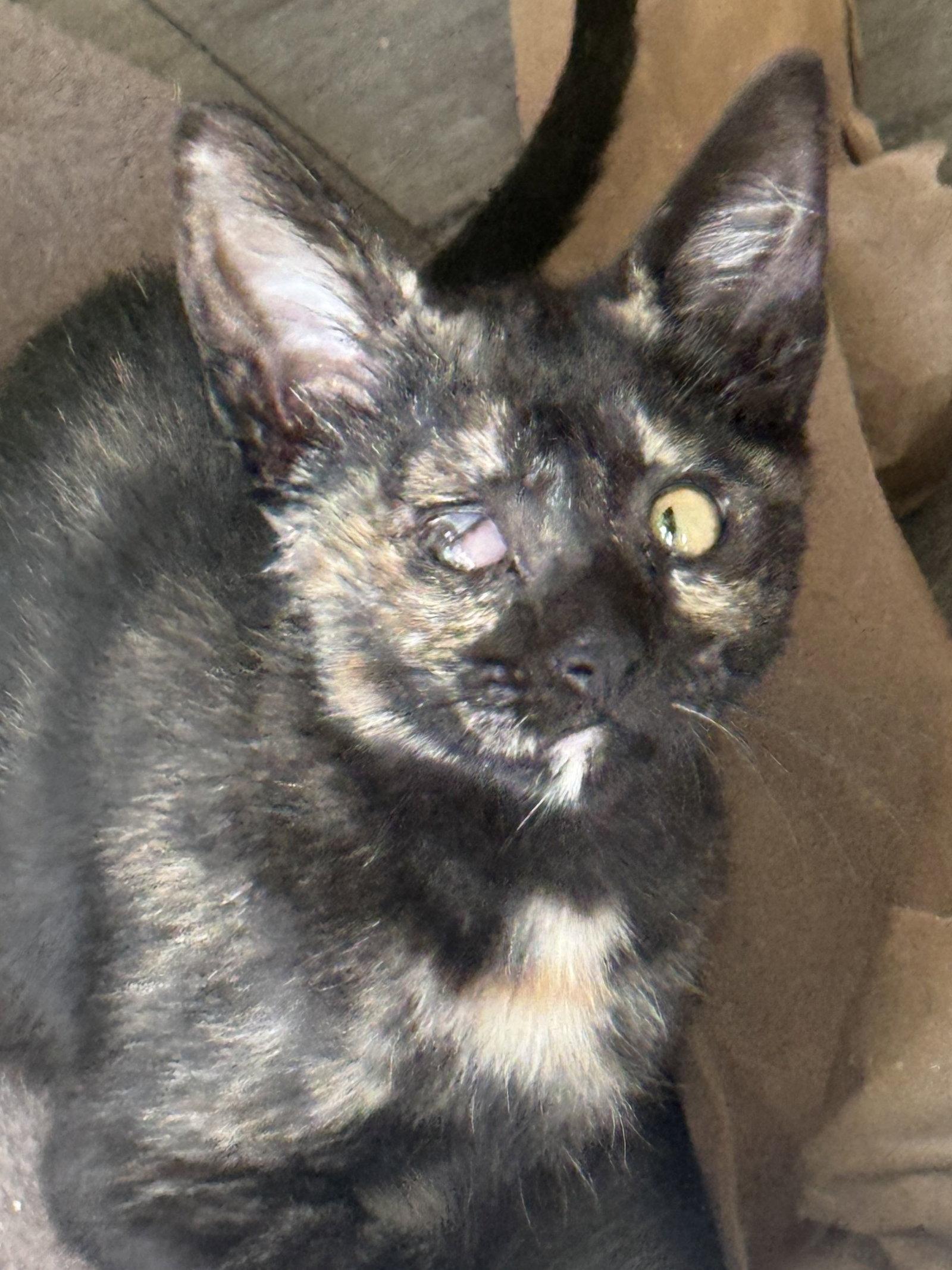 Enlarge April, a Adopted Domestic Short Hair in Seal Beach, CA image 2/3