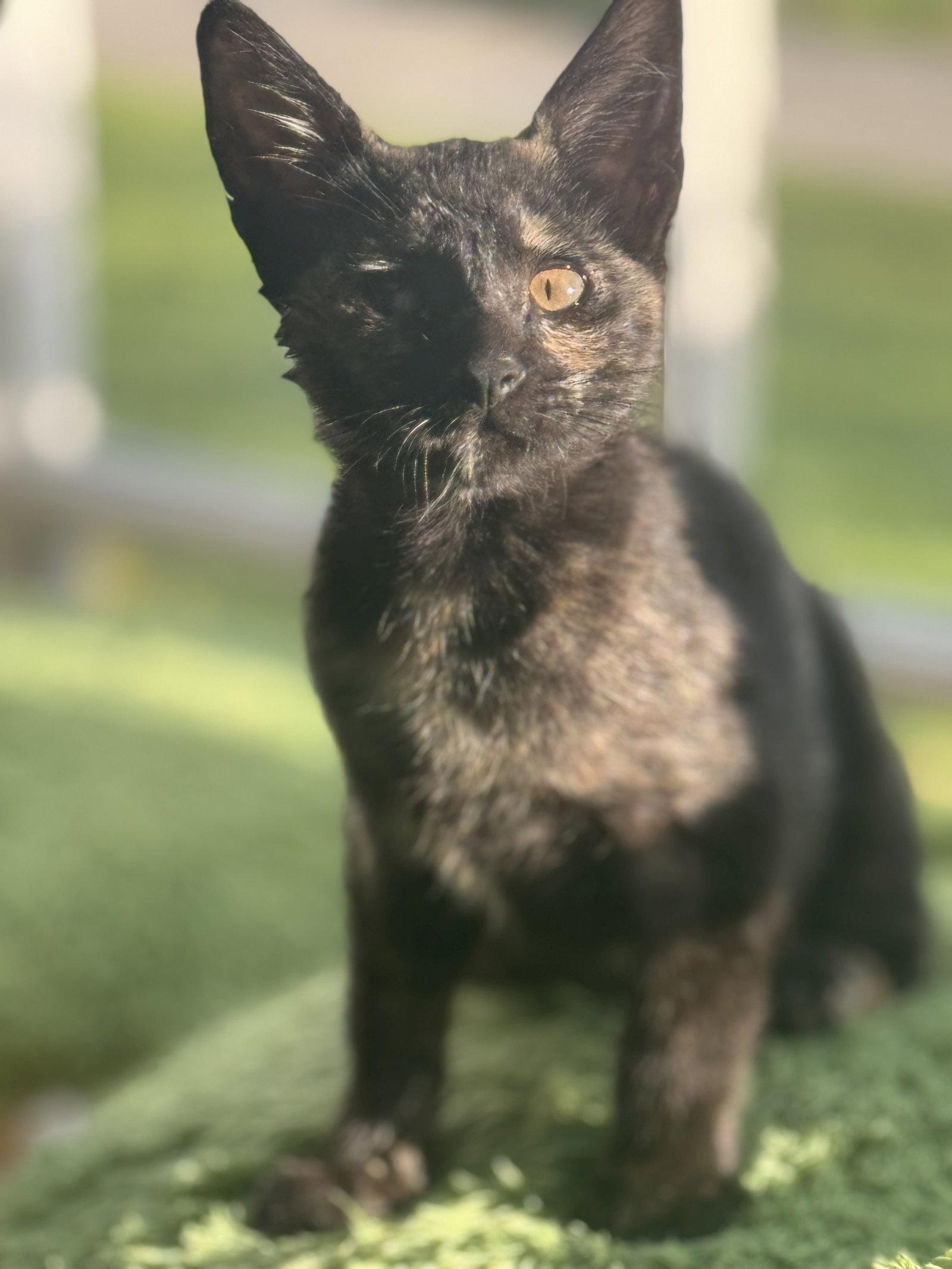 Enlarge April, a Adopted Domestic Short Hair in Seal Beach, CA image 3/3