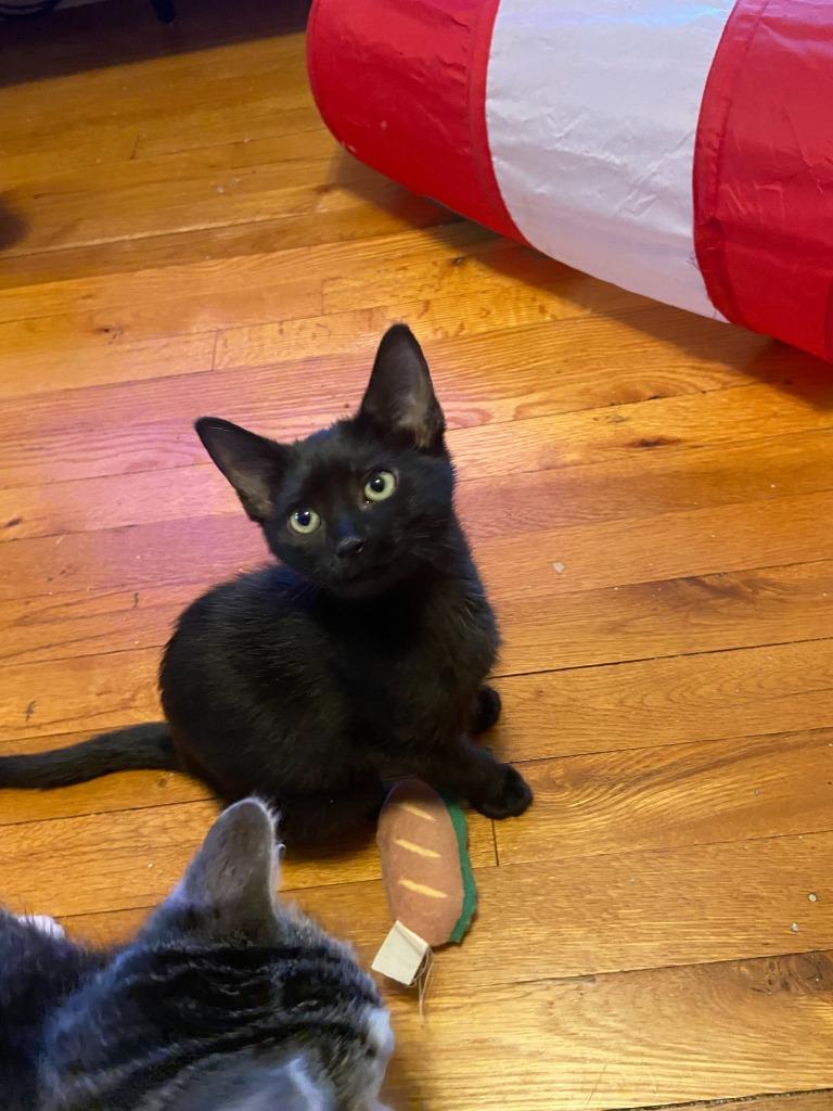 Fuzz Aldrin, a Adoptable mixed breed in Johnson City, TN image 1/5
