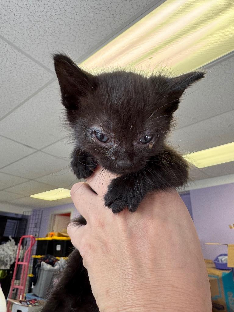 Fuzz Aldrin, a Adoptable mixed breed in Johnson City, TN image 2/5