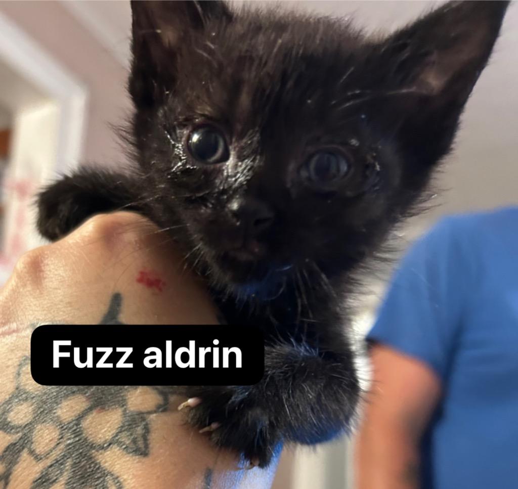 Fuzz Aldrin, a Adoptable mixed breed in Johnson City, TN image 4/5