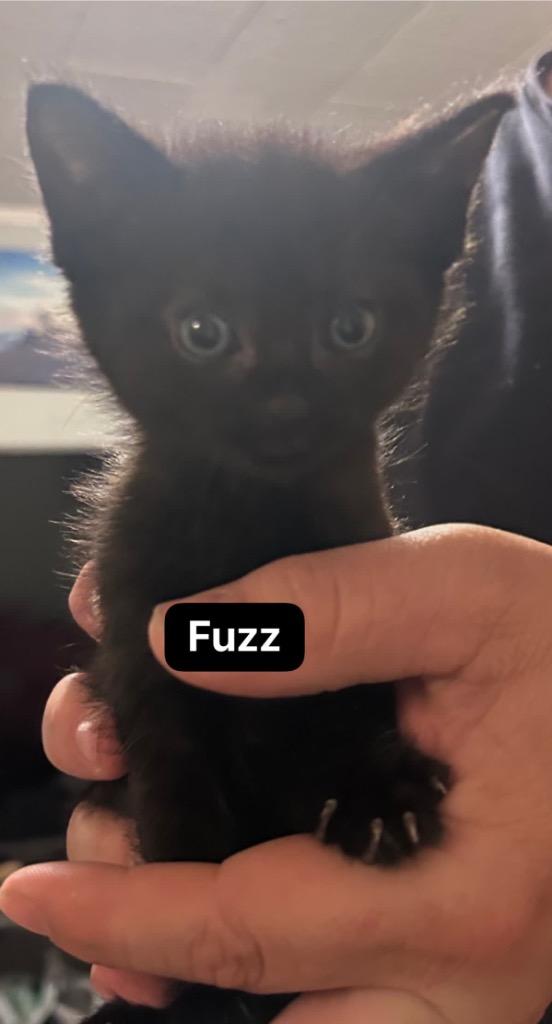 Fuzz Aldrin, a Adoptable mixed breed in Johnson City, TN image 5/5