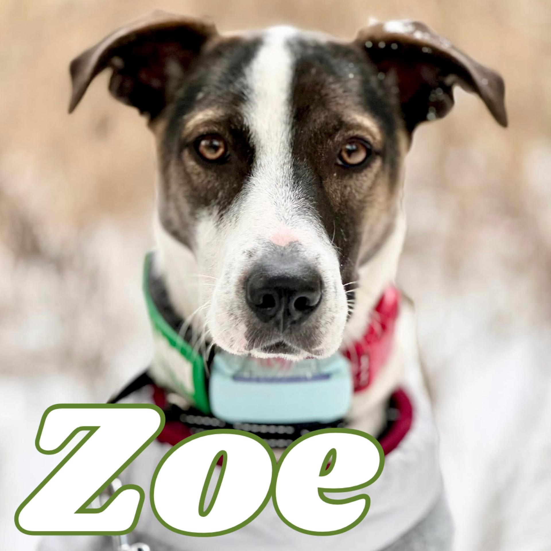 Zoe, ADOPTABLE, Young Female Mixed Breed & Pointer.