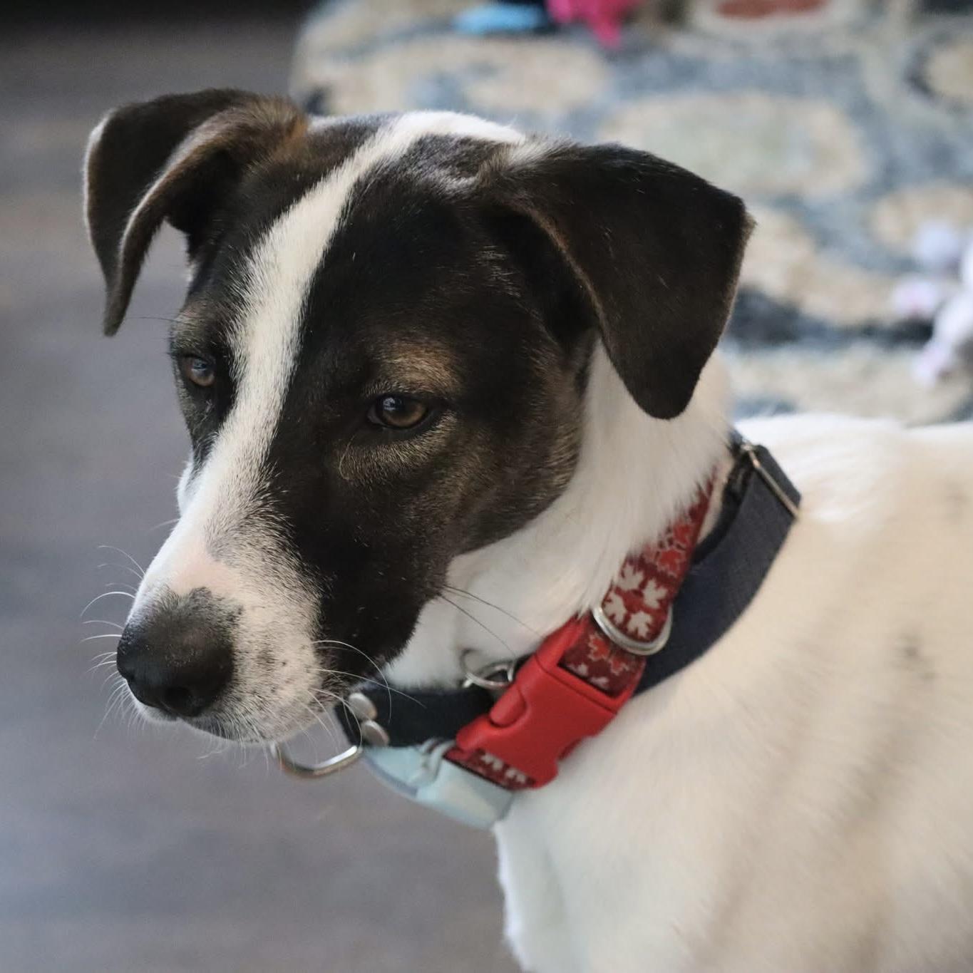 Enlarge Zoe, a ADOPTABLE mixed breed in Thornhill, ON image 6/6