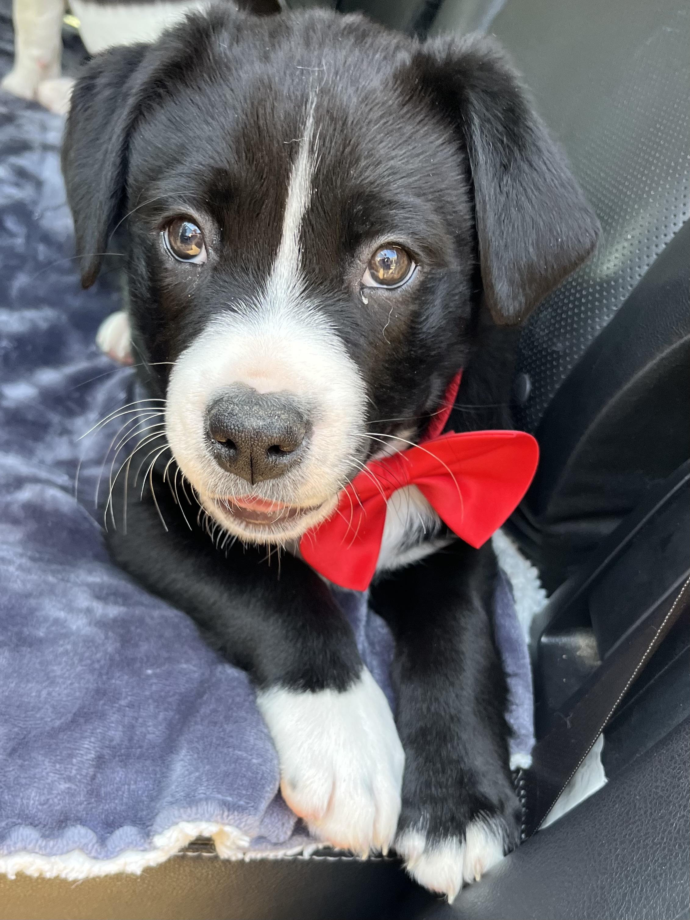 Enlarge Oreo, a Adoptable mixed breed in Atlanta , GA image 6/6