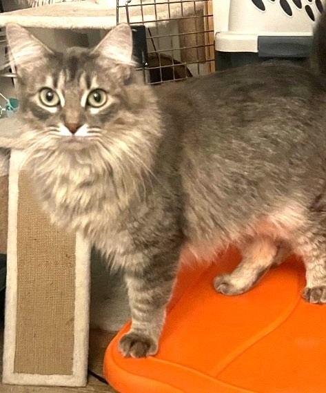 Rosemary, Adoptable, Adult Female Domestic Long Hair.