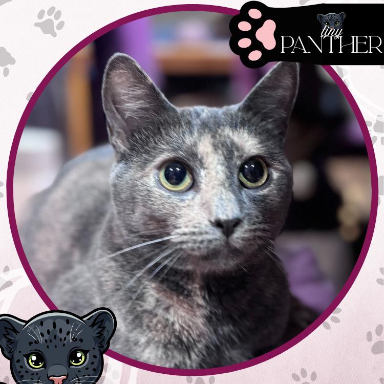 Enlarge Shreds, a Adoptable Domestic Short Hair in Toms River, NJ image 1/6