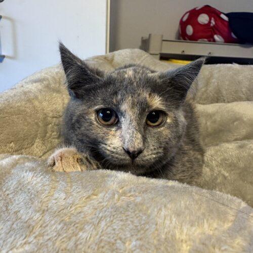 Shreds, Adoptable, Kitten Female Domestic Short Hair.