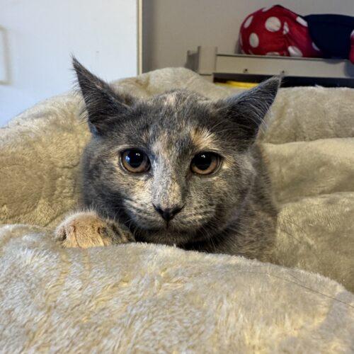 Shreds, a Adoptable Domestic Short Hair in Toms River, NJ image 2/5