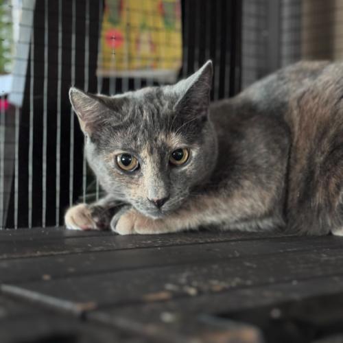Shreds, a Adoptable Domestic Short Hair in Toms River, NJ image 3/5