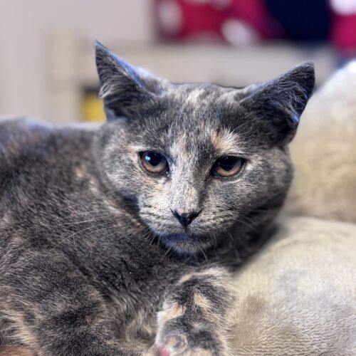 Shreds, a Adoptable Domestic Short Hair in Toms River, NJ image 4/5