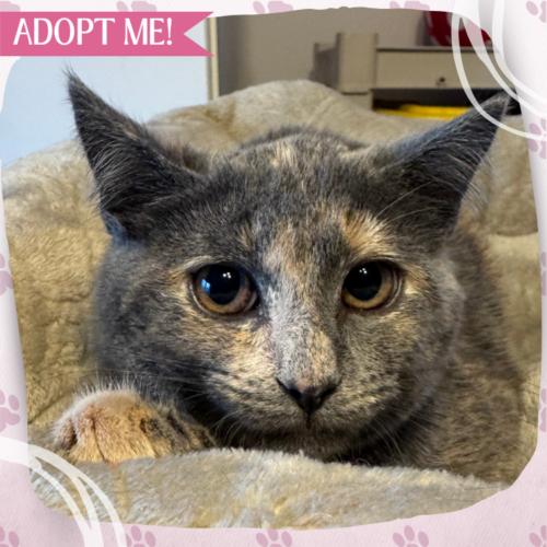 Shreds, a Adoptable Domestic Short Hair in Toms River, NJ image 5/5