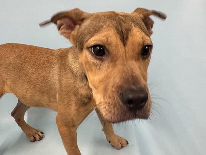 Diana, Adoptable, Young Female Feist & Mixed Breed.