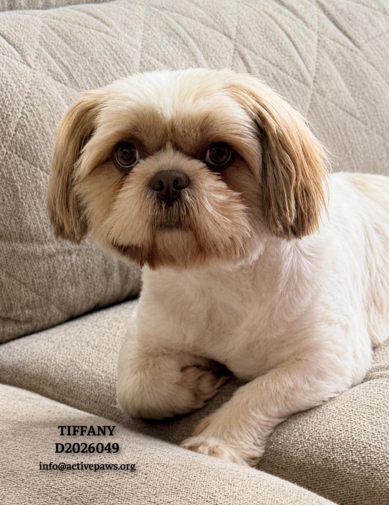 Tiffany, a Adopted Shih Tzu in CONROE, TX image 1/6