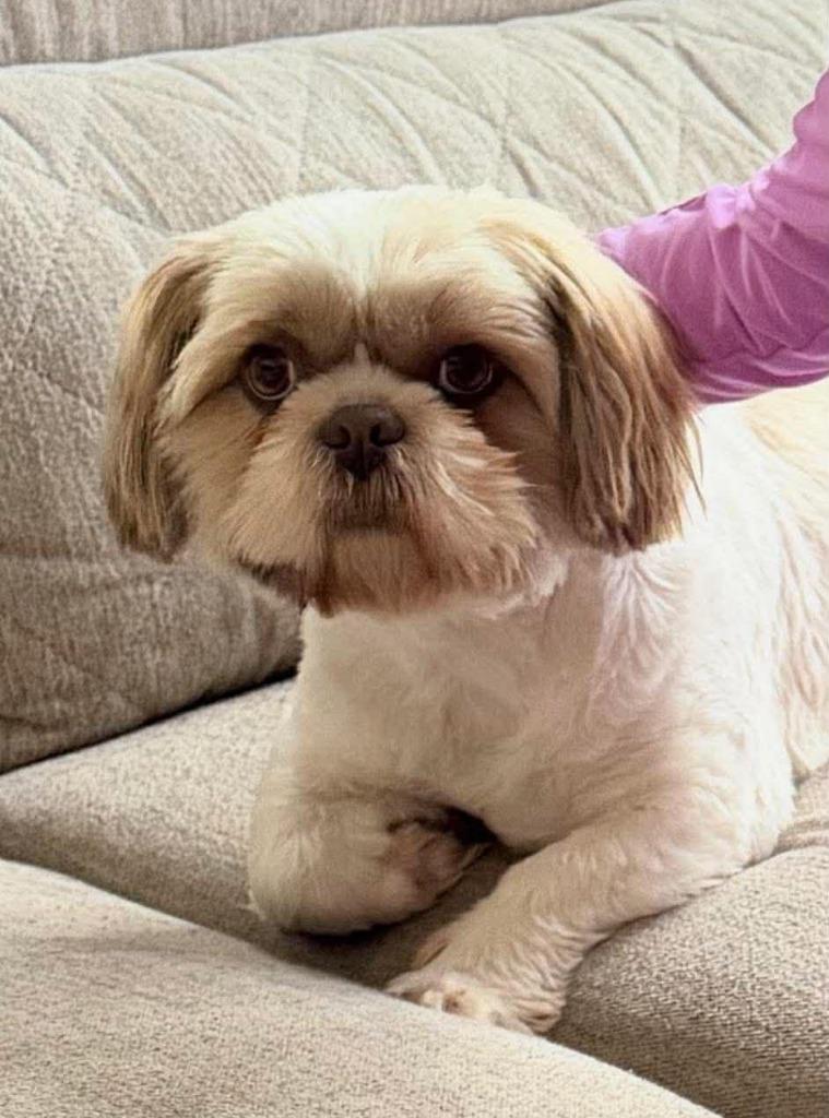 Tiffany, a Adopted Shih Tzu in CONROE, TX image 2/6