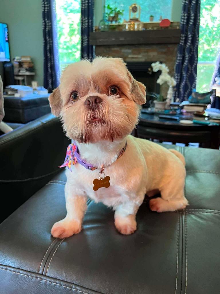 Tiffany, a Adopted Shih Tzu in CONROE, TX image 3/6