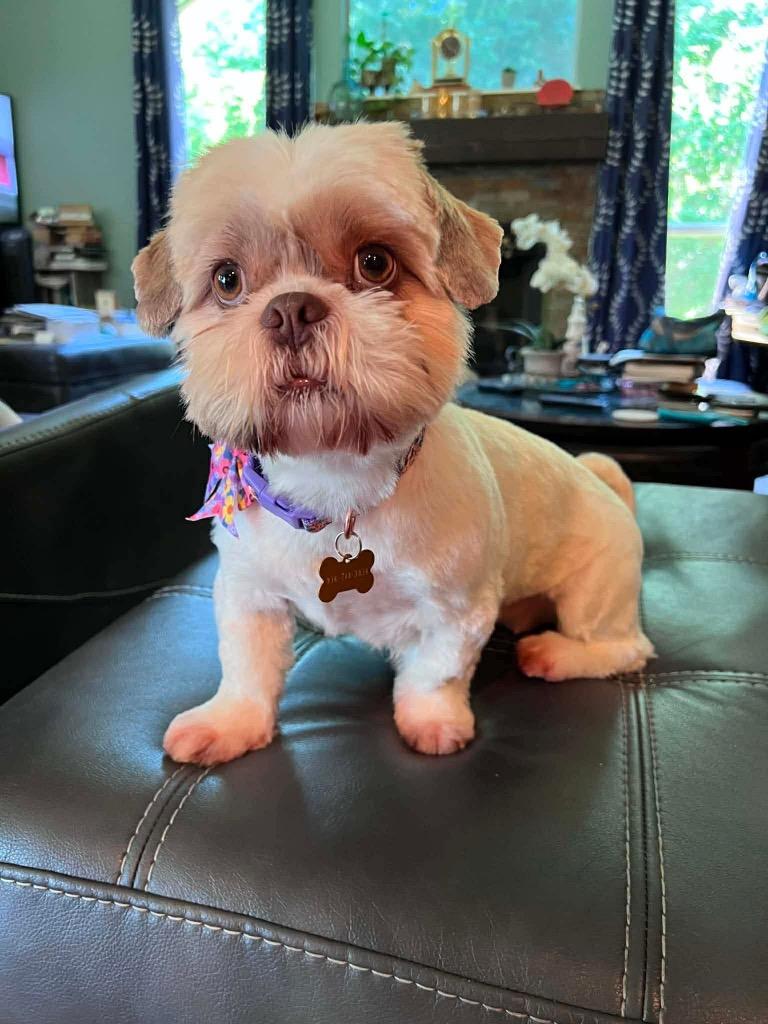 Tiffany, a Adopted Shih Tzu in CONROE, TX image 4/6
