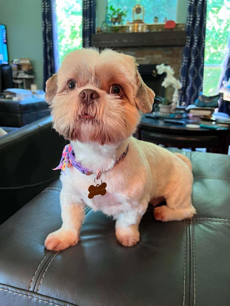 Tiffany, a Adopted Shih Tzu in CONROE, TX image 5/6