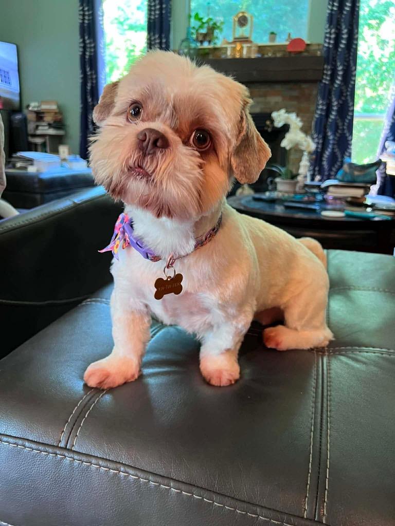 Tiffany, a Adopted Shih Tzu in CONROE, TX image 6/6