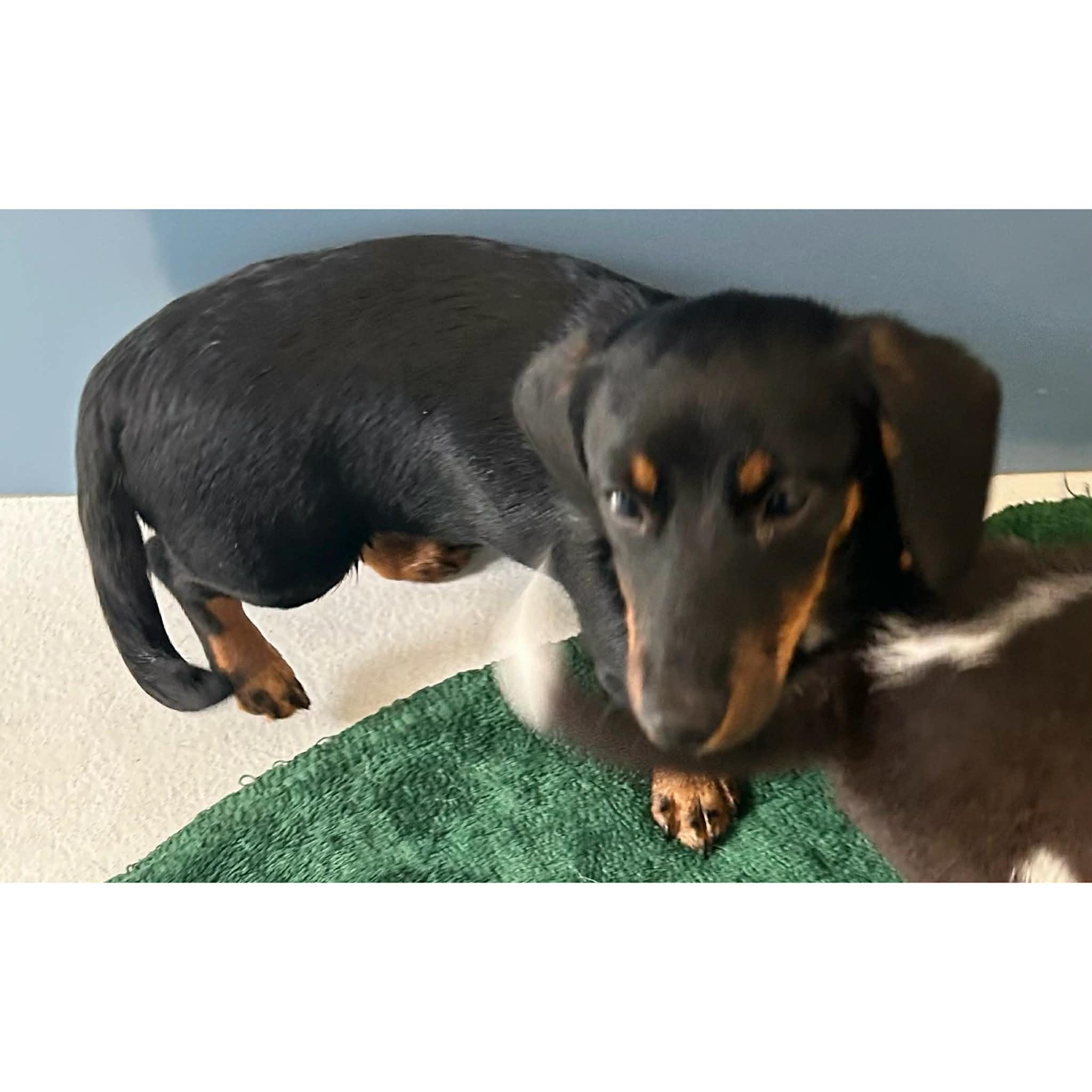 Enlarge Kevin, a ADOPTABLE Dachshund in Boulder, CO image 2/4