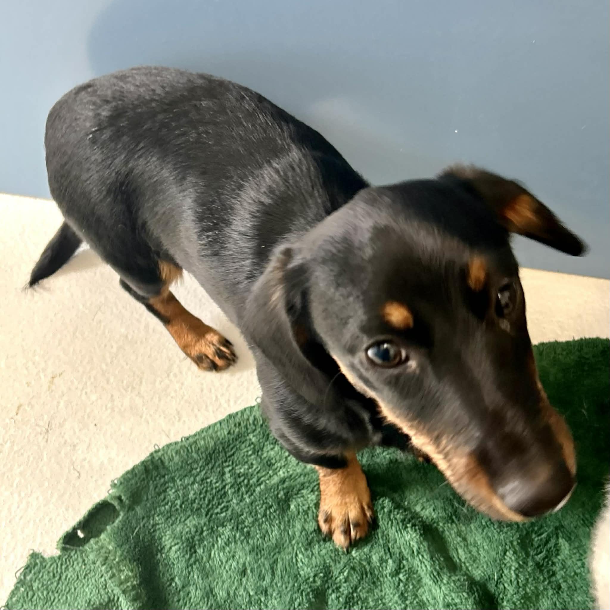 Enlarge Kevin, a ADOPTABLE Dachshund in Boulder, CO image 4/4