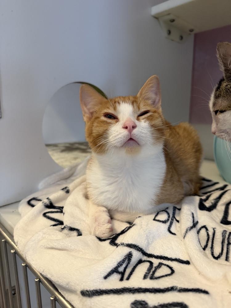 Enlarge Smitty, a Adoptable Domestic Short Hair in Wheaton, IL image 1/2