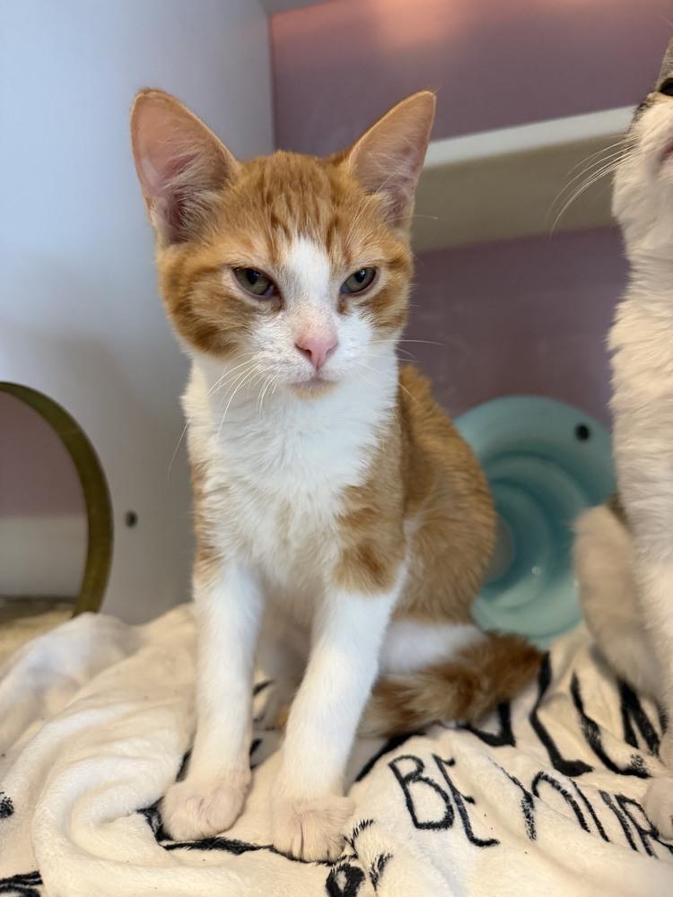Enlarge Smitty, a Adoptable Domestic Short Hair in Wheaton, IL image 2/2