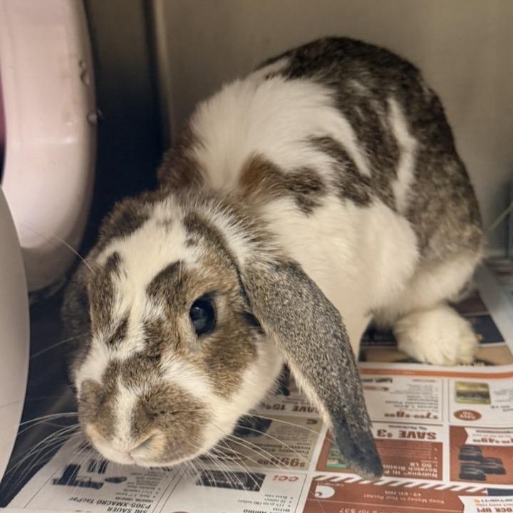 Appa, Adoptable, Adult Female Holland Lop.