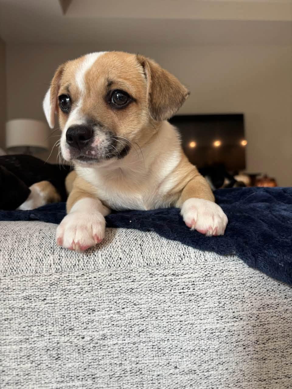 Albert, Adopted, Puppy Male French Bulldog & Chihuahua.